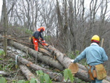 田嶋山林 カラマツの間伐 _c0173813_13114433.jpg