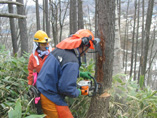 田嶋山林 カラマツの間伐 _c0173813_1315946.jpg