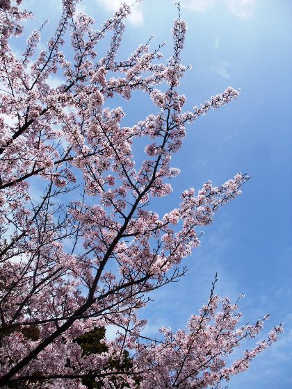 県立淡路島公園へ行ってきました。_e0165814_1914512.jpg