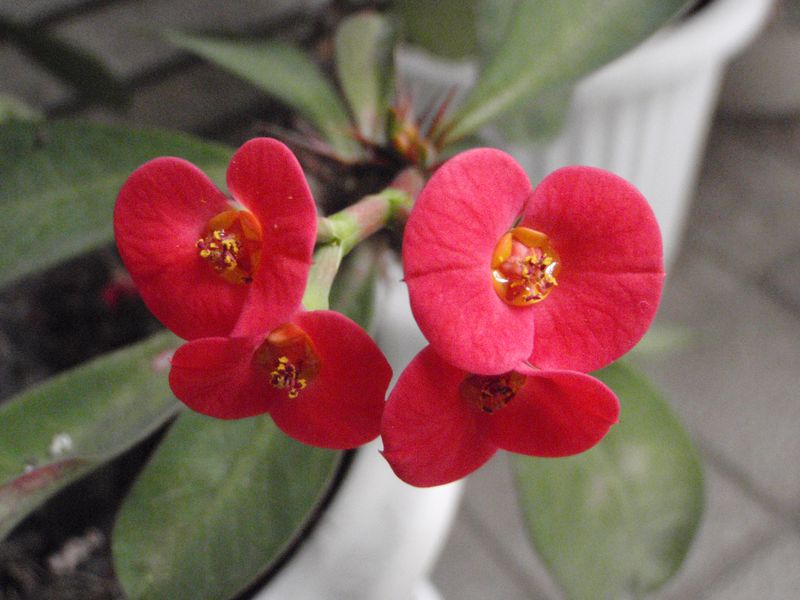 春の色_c0025115_2019164.jpg