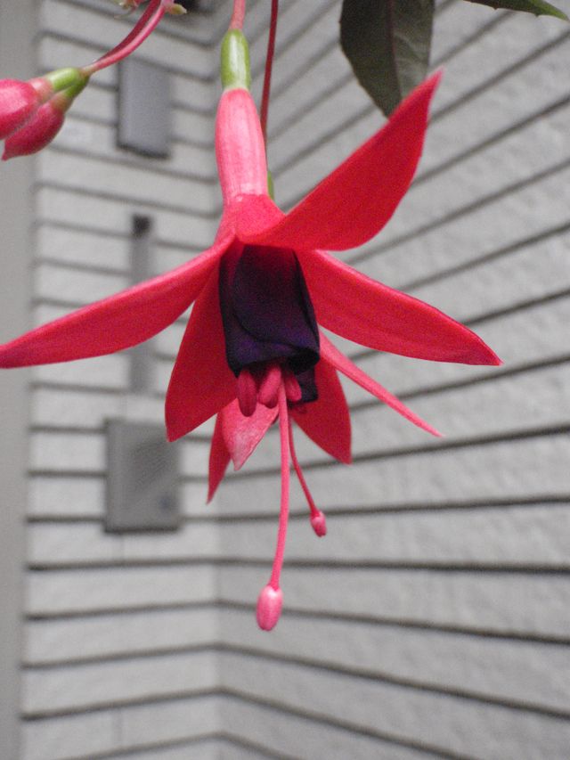 春の色_c0025115_2020515.jpg