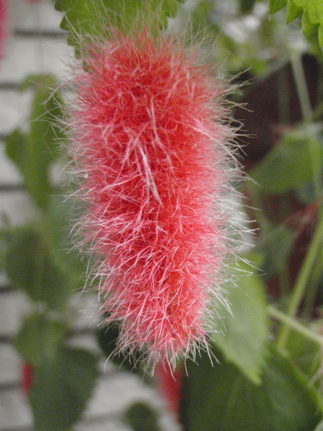 春の色_c0025115_2027647.jpg