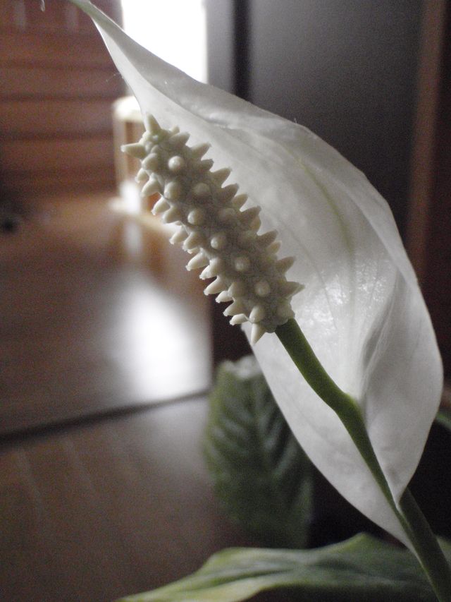 春の色_c0025115_20333016.jpg