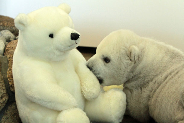 くまクン、遊ぼう！ : 動物園放浪記