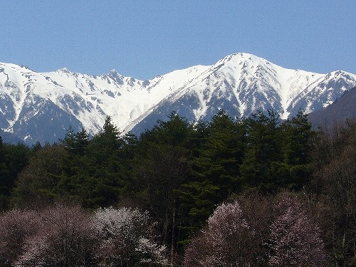 高遠の桜_d0099829_2222450.jpg