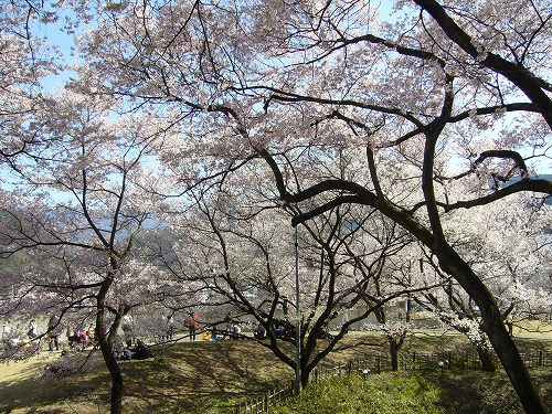 高遠の桜_d0099829_22282679.jpg