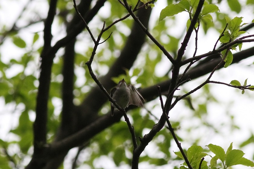 通勤鳥見5　コサメビタキ_c0075539_2134298.jpg