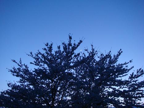 月と桜_a0014840_22552255.jpg
