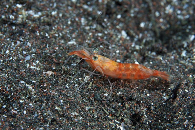 大瀬崎2010-04-17,18 Dive902-908_b0016940_6482599.jpg