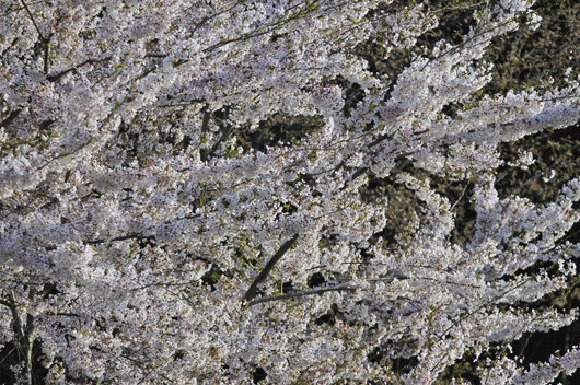 c0093046_7405330.gif