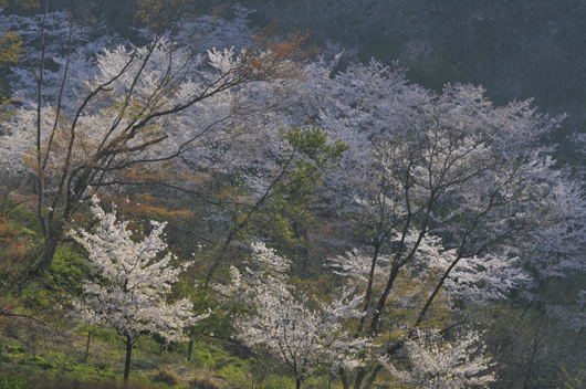 c0093046_741928.gif