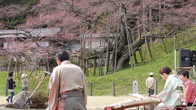 臥龍桜　音楽祭２０１０　２日目_c0220047_1013227.jpg