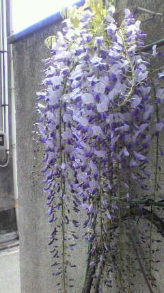 藤の花パート2_d0004447_18205446.jpg