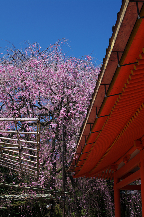 紅しだれ見事(平安神宮)_f0155048_0103760.jpg
