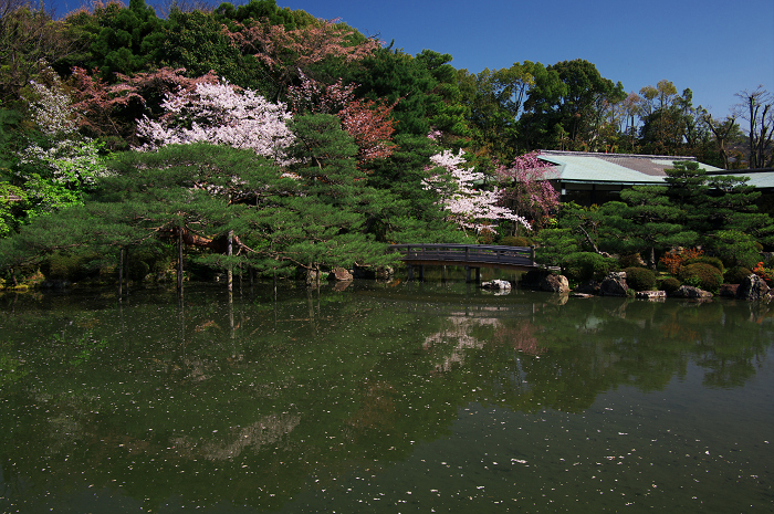 紅しだれ見事(平安神宮)_f0155048_0122392.jpg