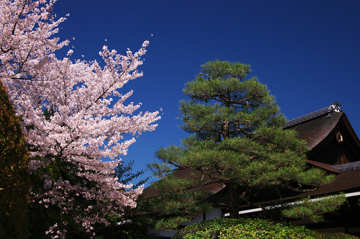 紅しだれ見事(平安神宮)_f0155048_0124924.jpg
