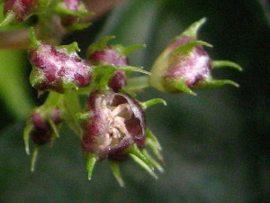 c0179351_85208.jpg