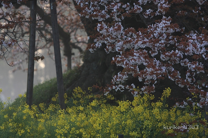 今年も行けなかった。。。印旛吉高の大桜＠2008年物～_c0122653_23201330.jpg