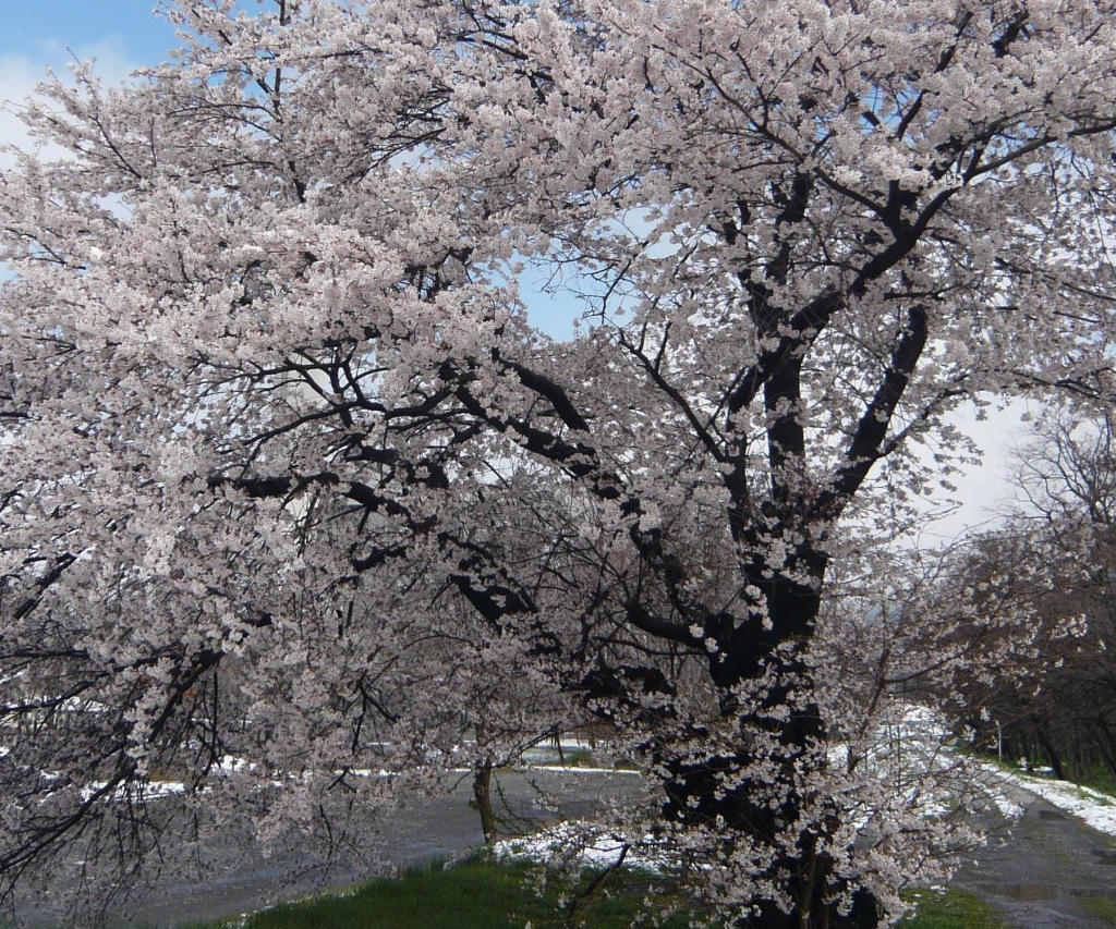 人だらけ～！！！桜祭_c0140260_163852.jpg