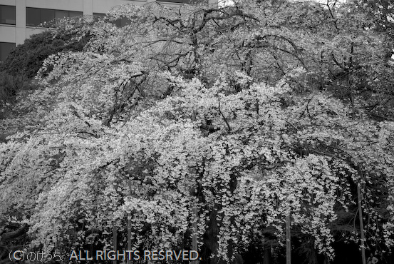 小石川後楽園の枝垂桜～モノクロ編　～_b0136768_21174.jpg