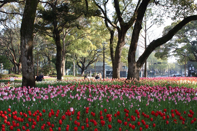 横浜公園・スプリングフェアー_b0182968_14465074.jpg