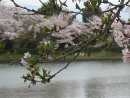 愛宕（おたぎ）念仏寺_f0088569_21261787.jpg