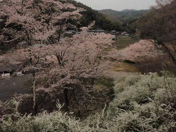 桜前線岩巡り。_b0083170_2123185.jpg