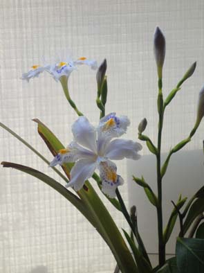 シャガの花 その1_f0176370_18363079.jpg