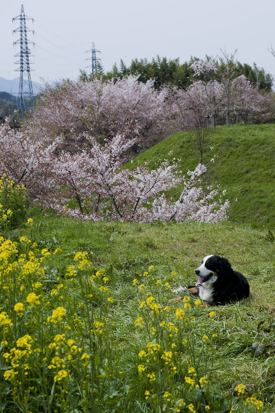 桜は終わらない_f0145674_0172290.jpg