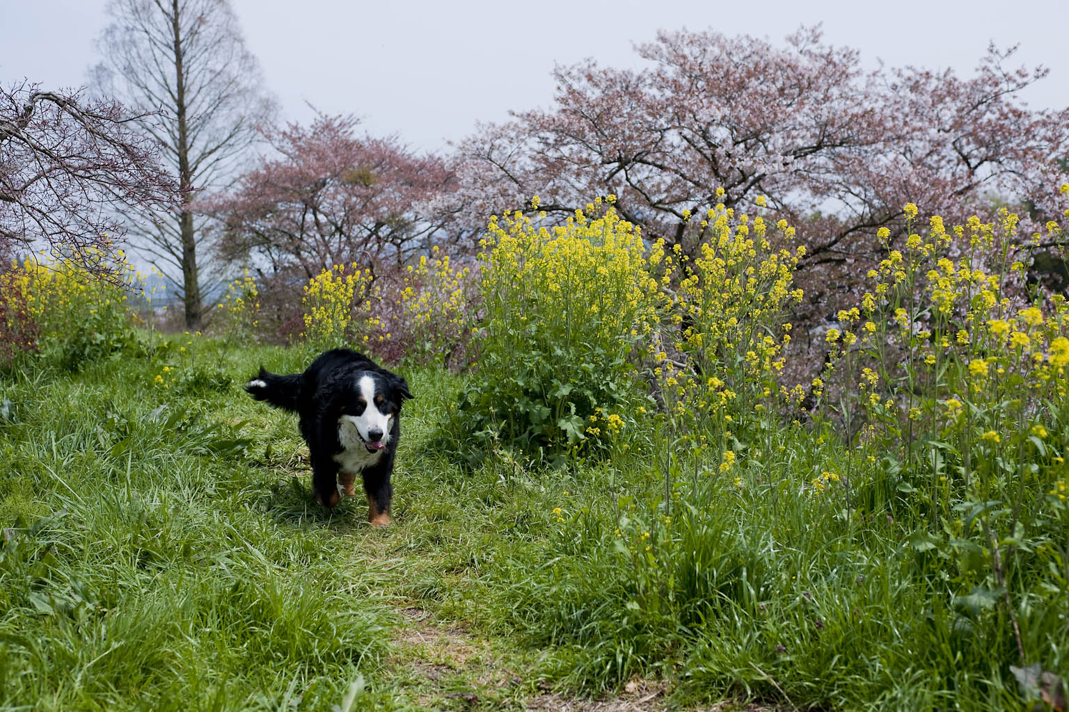 桜は終わらない_f0145674_0173984.jpg