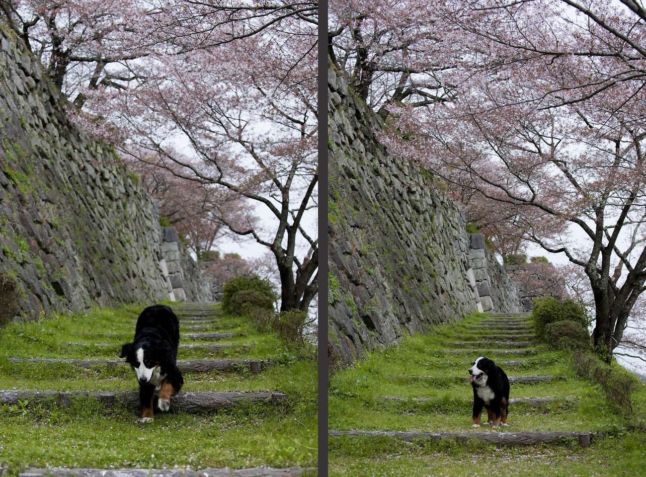 桜は終わらない_f0145674_0275358.jpg