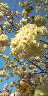 桜の通り抜けです。_f0237976_14131391.jpg