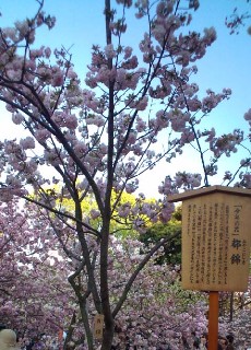 桜の通り抜けです。_f0237976_14154626.jpg