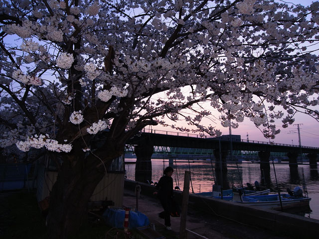 今日のサクラ　2010.4.19　激しい恋_e0082981_23321954.jpg