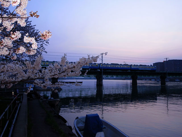 今日のサクラ　2010.4.19　激しい恋_e0082981_23324330.jpg