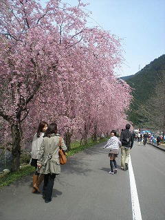 春色コサージュと枝垂れ桜。_e0168583_15355324.jpg