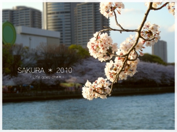 ＊＊＊　SAKURA4　＊＊＊_b0155684_3144828.jpg