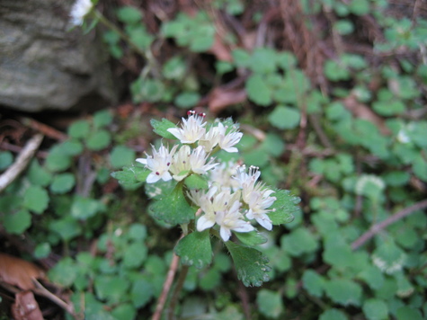 心の癒し山野草ーⅡ_c0118085_23121177.jpg