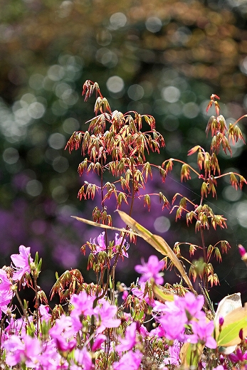 春の深山公園-Ⅱ_e0190885_191165.jpg