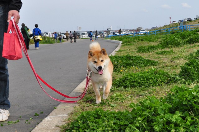 いぬ親会に行ってきました!_a0126590_1482750.jpg