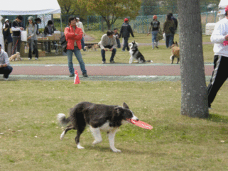 a0138392_11302045.gif