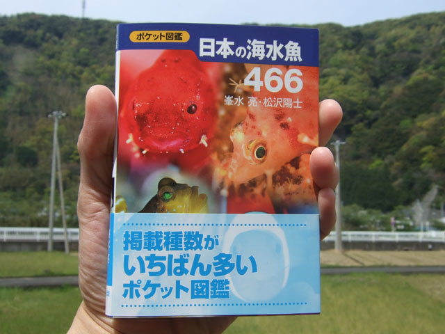 「ポケット図鑑　日本の海水魚466」_f0053895_11531161.jpg