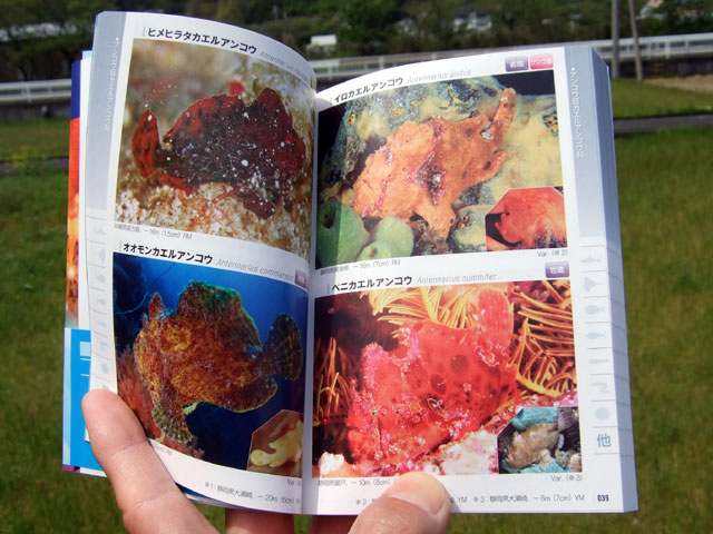 ポケット図鑑 日本の海水魚466 西伊豆 雲見でダイビング アイダイブ ブログ