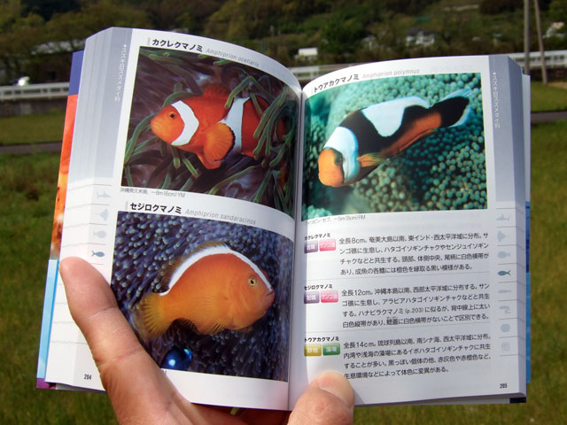 ポケット図鑑 日本の海水魚466 西伊豆 雲見でダイビング アイダイブ ブログ