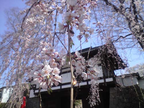 春の便り_e0120896_725443.jpg