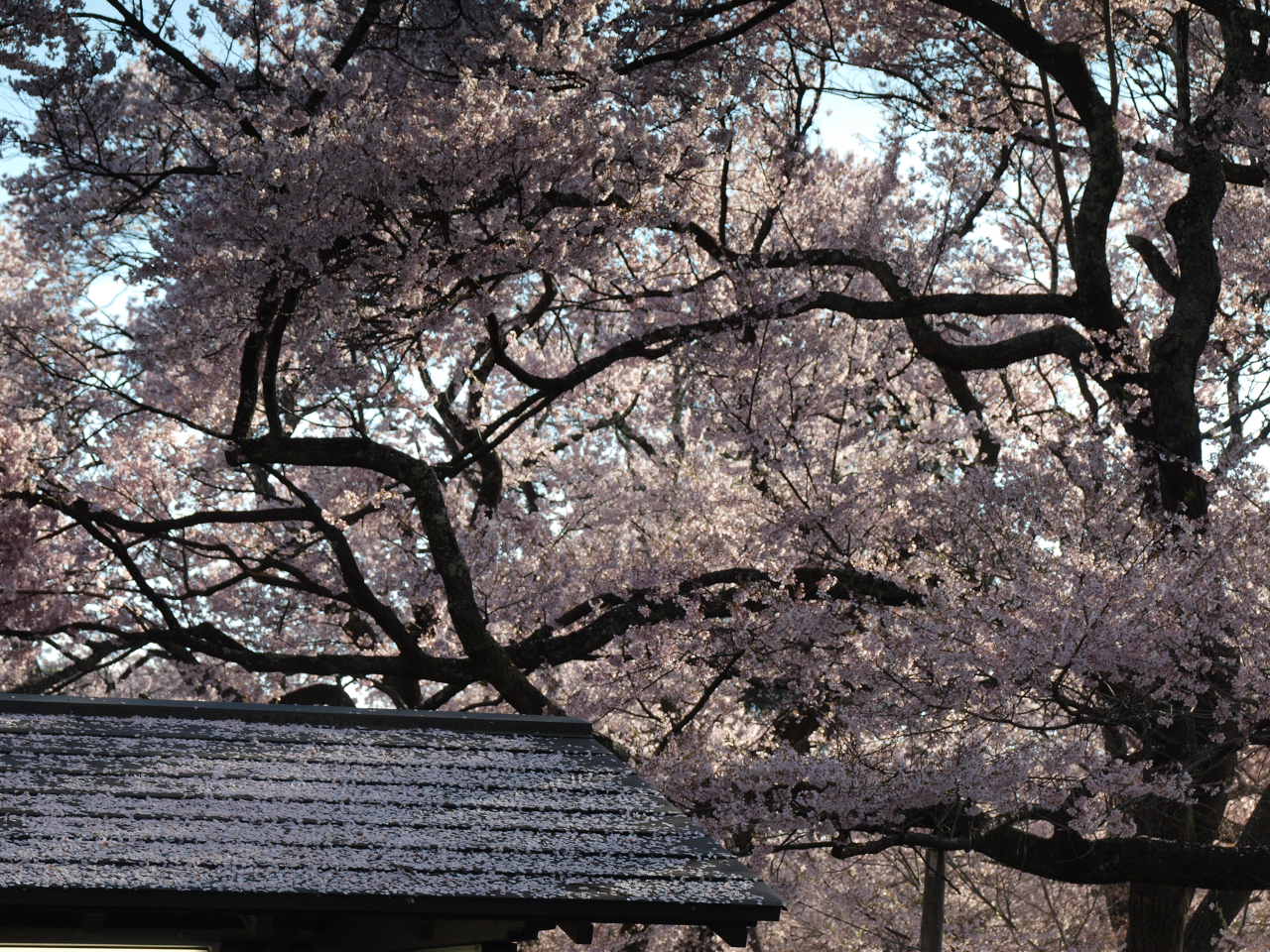 2010桜⑤-４_d0020300_0019.jpg