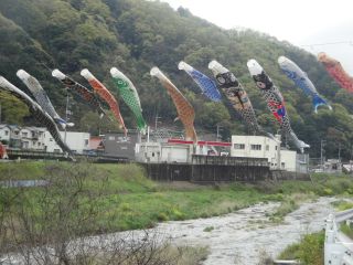 瀬野川の鯉のぼり & マコちゃん_e0166301_11355717.jpg