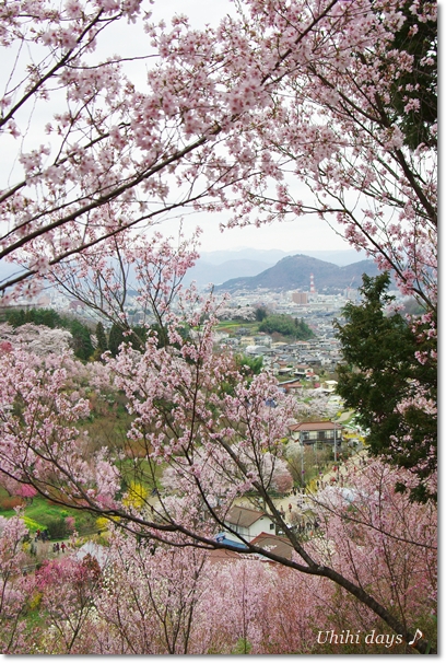 春色に染まる　花見山公園_f0179404_2138398.jpg