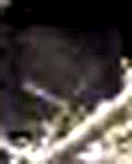 e0103408_13305312.gif