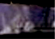 e0103408_13322854.gif